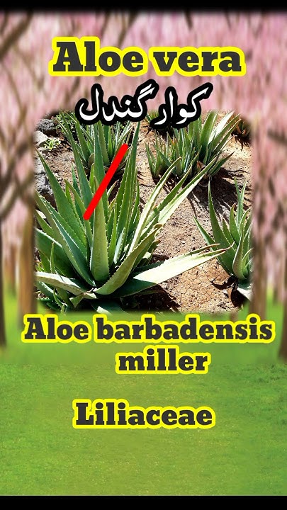 Aloe Vera Botanical Name And Family Name aloevera aloeveragel aloe-vera-botanical-name-and-family-name-aloevera-aloeveragel