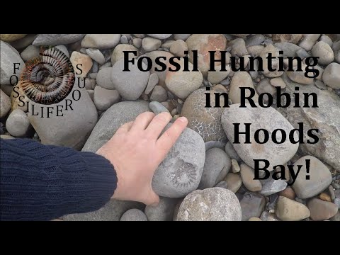 fossil hunting trip robin hoods bay