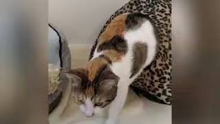 Sweet Charli and Mia by Cats Protection Forth Valley AC 39 views 3 years ago 1 minute, 29 seconds