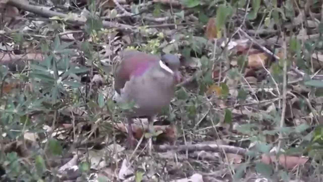 Key West Quail-Dove, Cuba 31st March 2015
