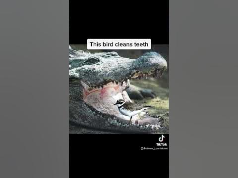 The symbiotic relationship of the Egyptian plover and Nile crocodile