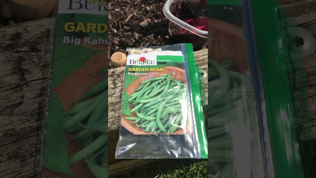 Planting green beans 