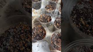 Starting home nursery: Day 30 update. Started mint seeds #plantingseeds #garden #growyourownfood