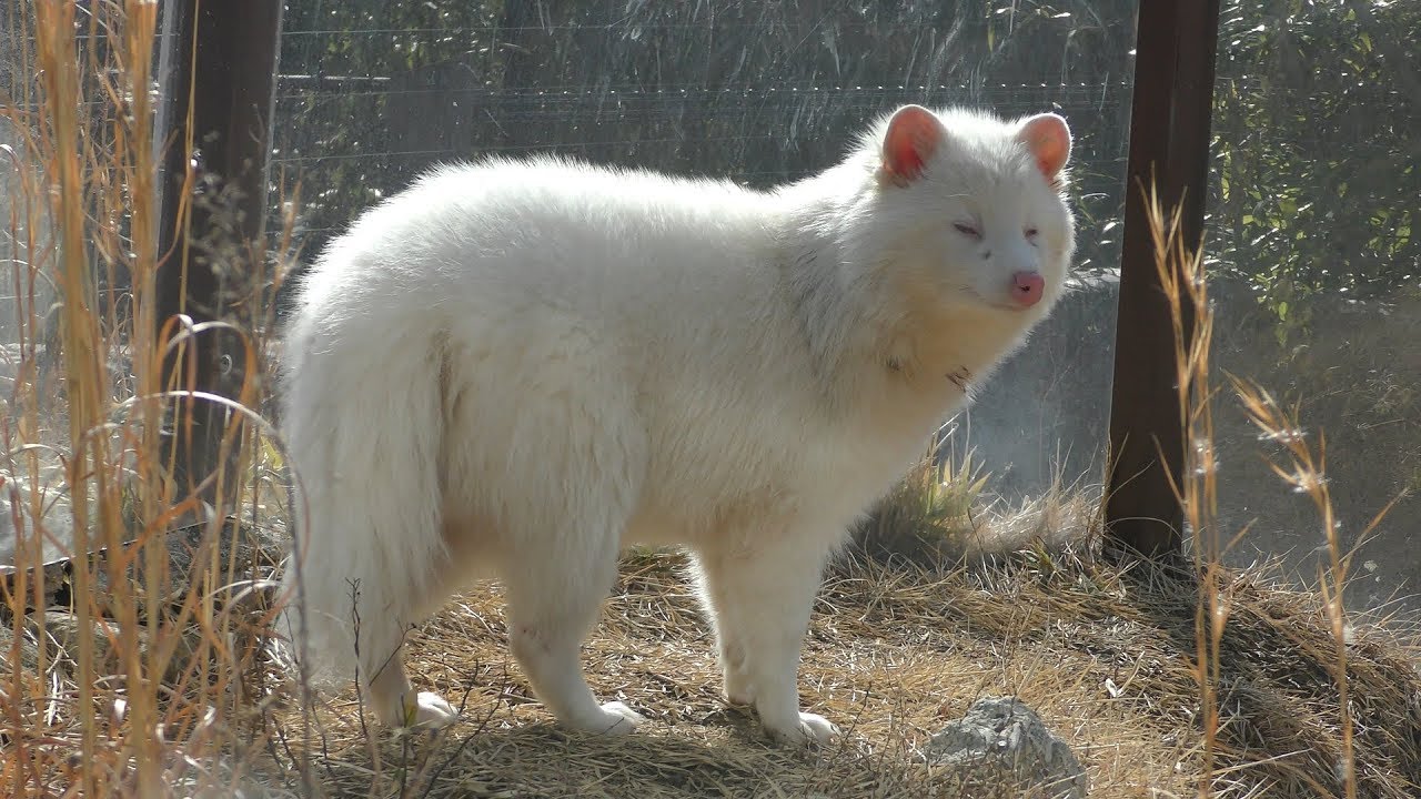 いぬさん ラフフ ななし 2023- ZX-25R SE【8BK-ZX250H】 SLIP-ON – ダブルアールズ