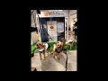 My Dogs' are Chickens & the Others Are Losing It 🐔😂 Halloween Dog Show LIVE! #FYP #Viral #Halloween