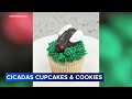 Bakery joins cicada buzz with bug-inspired cookies, cupcakes