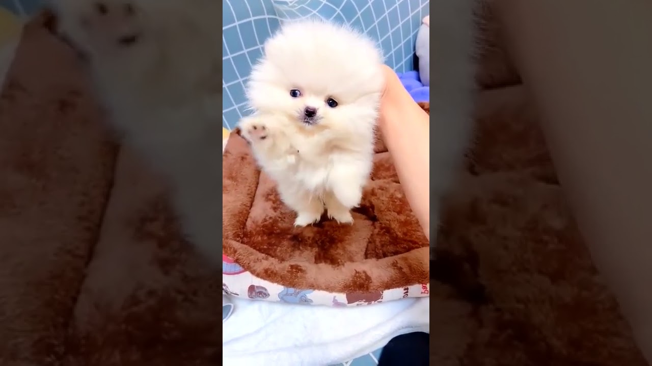 精彩的最可爱的小狗动作视频 