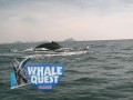 WhaleQuest -Observación de Ballenas en Mazatlán