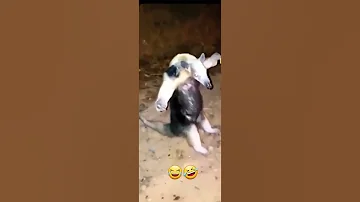 عبدالكريم عبدالقادر لحضه 