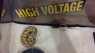 Ball Python Live Feeding