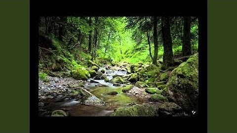 محمد المحيسني سورة النور