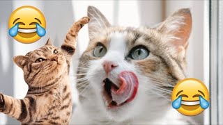 Most Hilarious Cat Videos of 2024: Try Not to Laugh!