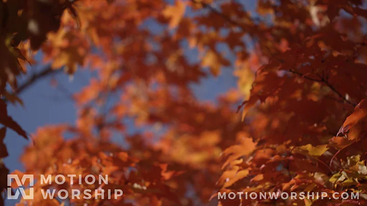 Fall Focus Golden Orange HD Loop by Motion Worship