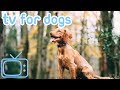 TV for Dogs: Entertaining Bird & Squirrel TV with Reggae Music! TV for Dogs: Entertaining Bird & Squirrel TV with Reggae Music!