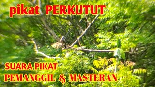 mikat PERKUTUT yang susah turun || suara masteran dan pikat