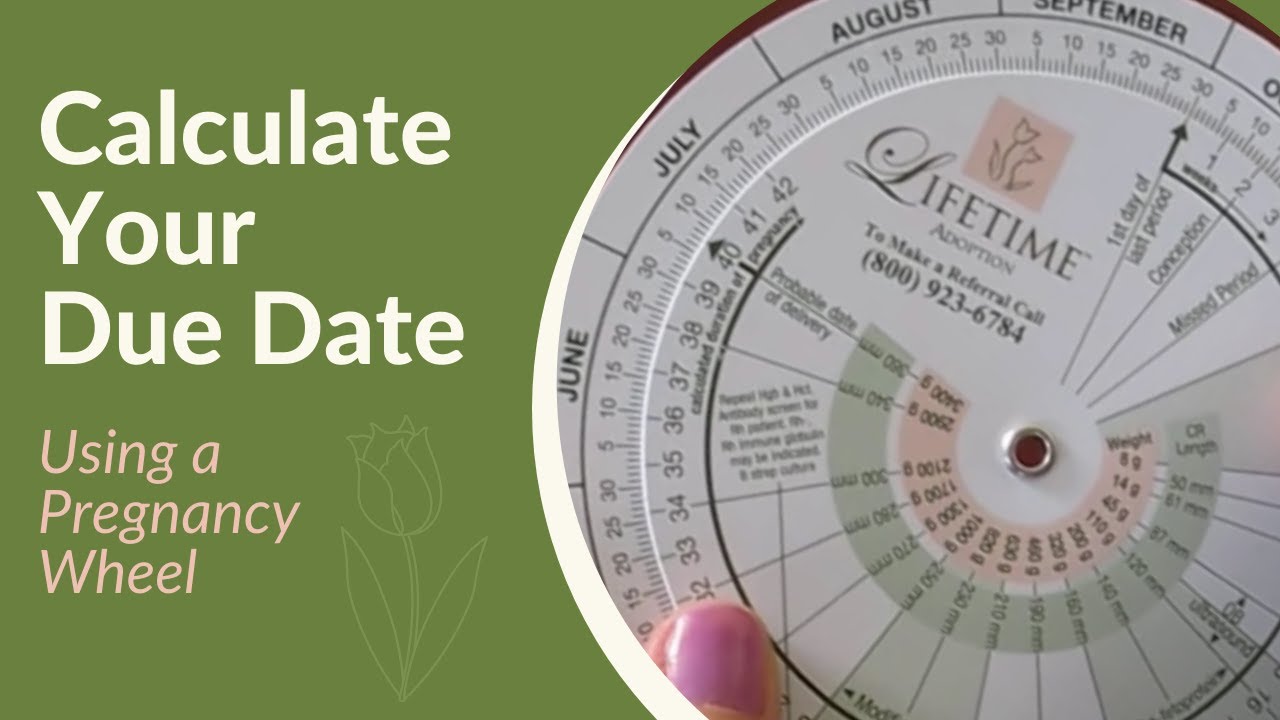 Pregnancy Wheel Chart