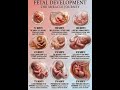 The stages of fetal development 🥰❤️. #babydevelopment #weekspregnant #pregnancy #viral
