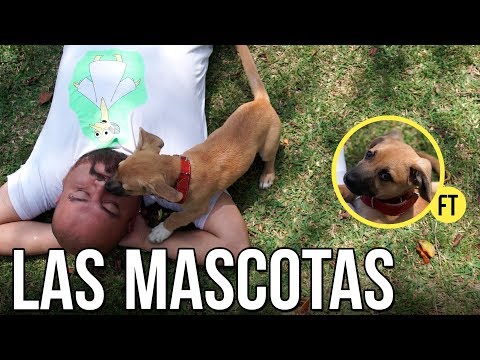 Las Mascotas - El Tobi