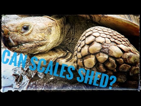 Video: Kun je schubben krijgen van het doden van schildpadden?