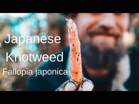 Japanese Knotweed, Invasive Plant Or Wild Food And Medicine..?