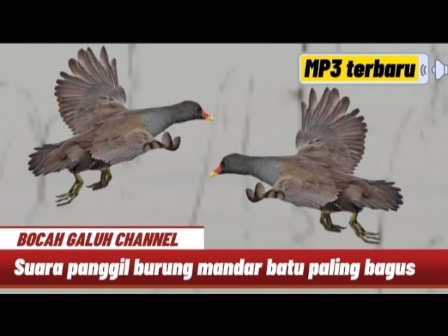 MP3 terbaru !! Suara panggil burung mandar batu bocah Galuh channel class=