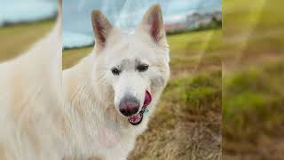 Berger blanc suisse. Avantages et inconvénients, Prix, Comment choisir, Faits, Soins, Histoire by Chat Chien et Amis 7,022 views 1 year ago 7 minutes, 2 seconds