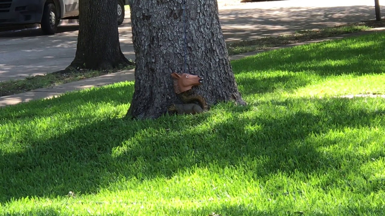 Horse Head Squirrel Feeder YouTube