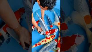 SUPER JUMBO 60-90 CM LIMITED CUMA 11 EKOR AJA !! #shorts #shortvideo #koi #ikankoi #kolamikan