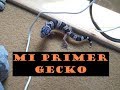 Mi Primer Gecko (Historia)