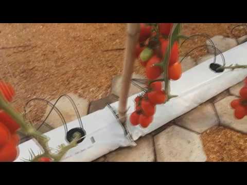 Vídeo: Tomato Supermodel: descrição da variedade, características, comentários