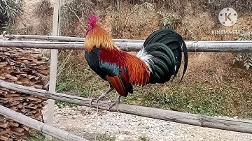 hnub twg los saib qaib dib xwb os 4/1/23