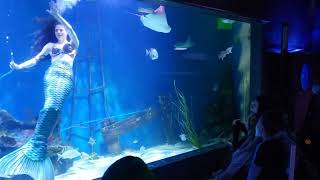 Mertailors mermaid aquarium (5)
