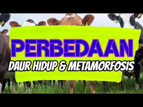 Video: Perbezaan Antara Metagenesis Dan Metamorfosis