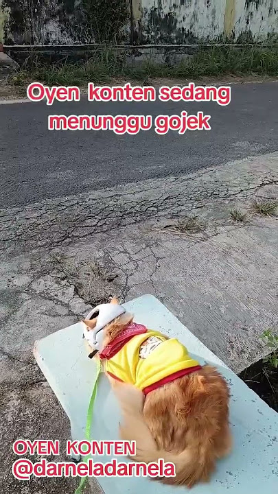 #cat#kucingviral#oyenkonten#oyenganteng#kucingunik#kucinglucu#fyp