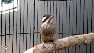 pelatuk sampit nembak rapat masteran paling di cari