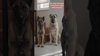 Why Big Working Dogs Need Daily Challenges