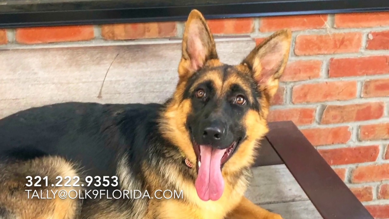 Six Month Old German Shepherd Dog "Maggie" Tallahassee Dog Trainers
