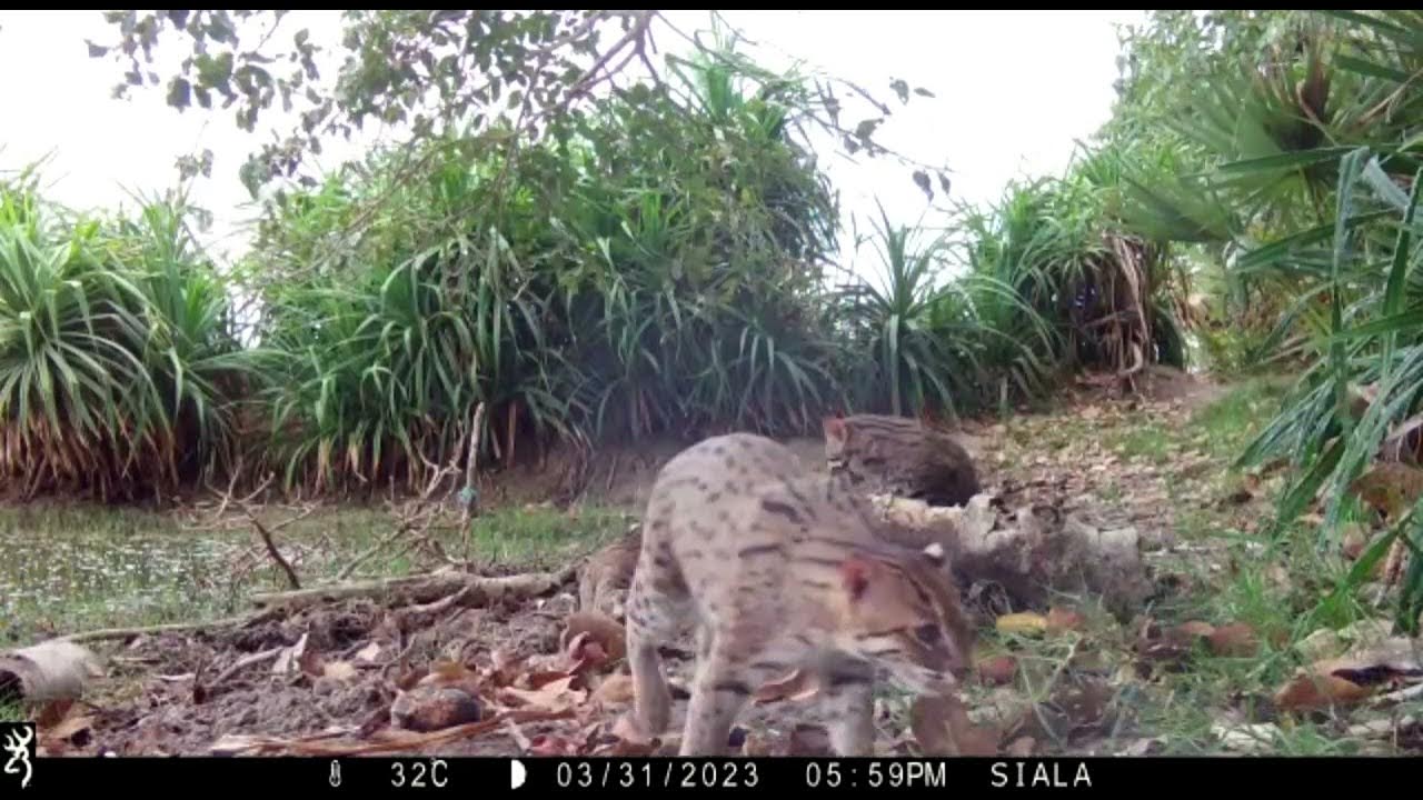 Vissende kat met kittens copyright The Fishing Cat Project (TFCP