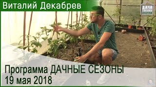 видео: Дачные сезоны с Виталием Декабревым. 19 мая 2018 (104) картинка: Дачные сезоны с Виталием Декабревым. 19 мая 2018 (104)