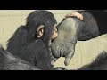 서울대공원 아기 침팬지 '아자' ( 15 Months Chimp 'AJA' )