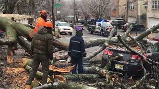 Tree Falls on Car in Newark’s South Ward