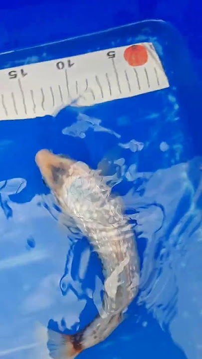 SIMPLY STUNNING GIN RIN MATSUKAWABAKE NOW AVAILABLE #koi #koifishpond #koifish