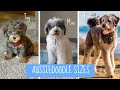 The 3 Sizes of an Aussiedoodle: Mini, Toy, & Standard