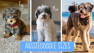 The 3 Sizes of an Aussiedoodle: Mini, Toy, & Standard