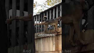 Dog Can't Stop Climbing On Trees | The Dodo