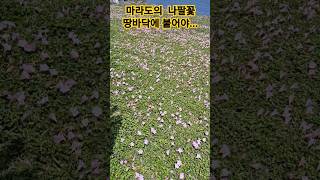 대한민국 최남단의 섬, 마라도의 나팔꽃 #nature #beach #drone #아름다운섬 #마라도