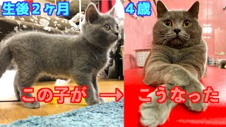 ブリティッシュショートヘアの成長ブログ(生後2ヶ月4歳まで)家族と過ごす日常にフォーカスした4年間の成長記録