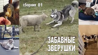 Самые смешные животные😂Приколы с котами и собаками 2023😺🐶Сборник №81. МУЛЬТПАРАД COMEDY