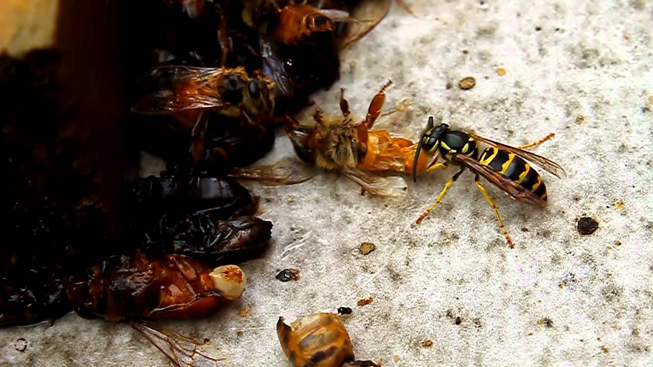 yellow jacket bee yellow jacket bee