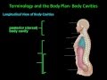 Exploring Body Cavities and Serous Membranes in Human Anatomy